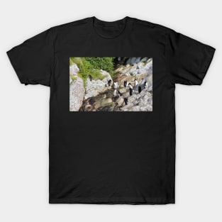 Snares Crested Penguins T-Shirt